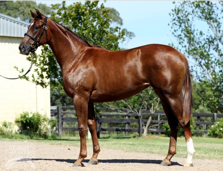 Photo Sebring x Mrs Slocombe Filly MM